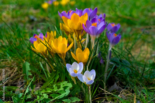 Violet yellow and white crocuses on the ground surrounded by grass close-up shot from the side