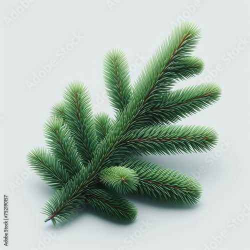 christmas tree branches on white 