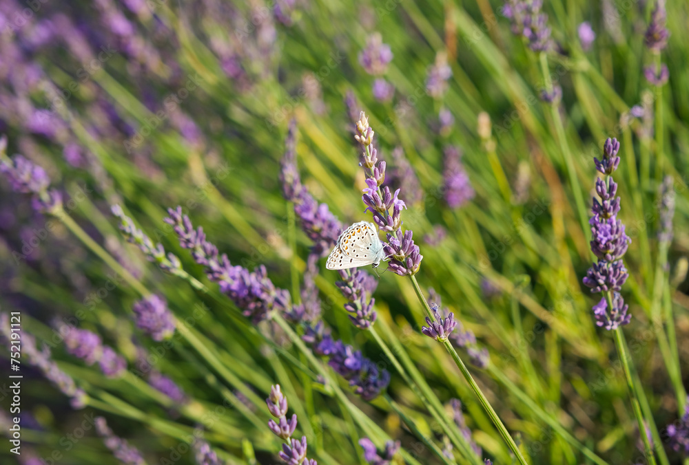 Fototapeta premium butterfly resting on a sprig of lavender