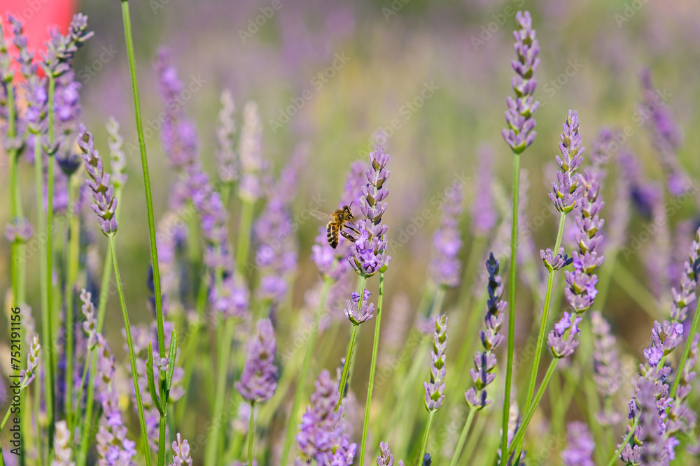 Naklejka premium bee foraging in a lavender field