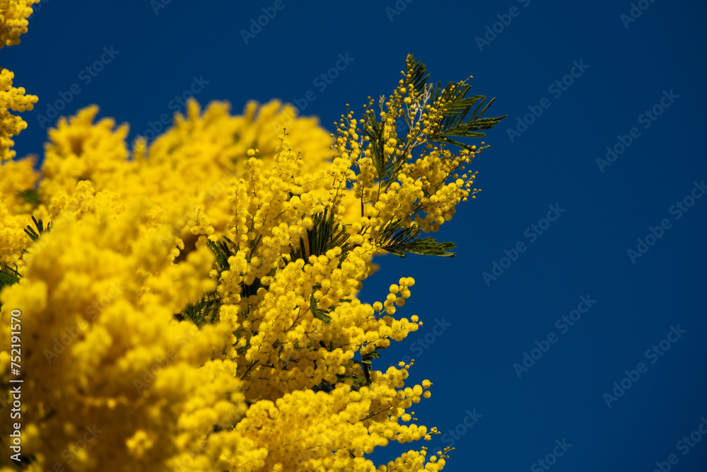 Vibrant yellow mimosa flowers against a clear blue sky Vibrant yellow mimosa flowers against a clear blue sky