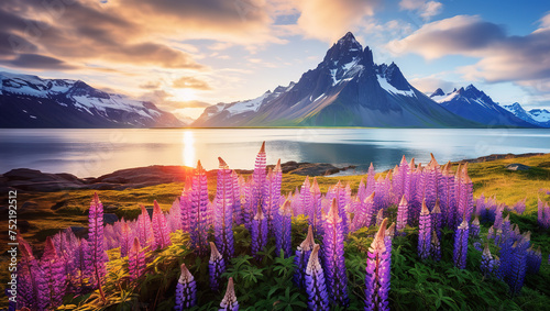 Scenic summer landscape featuring the captivating morning view of a cape with a majestic mountain in the background. Summer scene with a field of vibrant blooming lupine flowers. © FutureStock