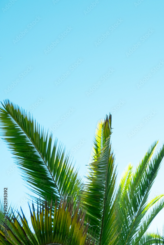 Coconut Palm tree leaves at blue sky,beautiful tropical background. Coconut Palm tree leaves at blue sky,beautiful tropical background.