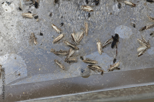 The result of a sticky trap with a pheromone attractant in a sugar beet field. The pest is beet moth Scrobipalpa ocellatella. photo