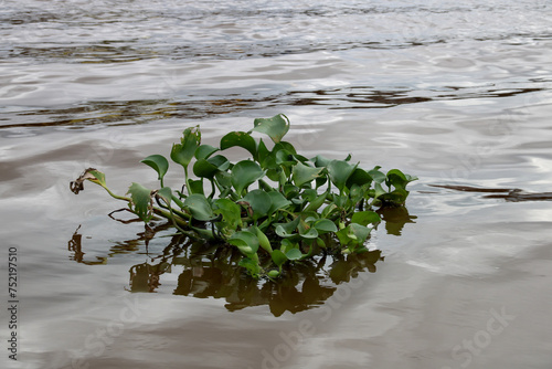 Water Hyacinth Plant in a River in Sarawak Borneo Malaysia photo