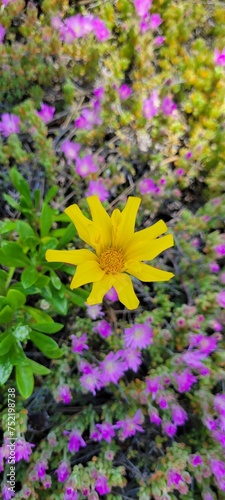 Vibrant Gazania flower against a lush green backdrop