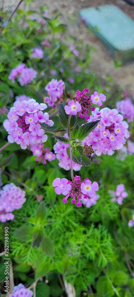 Purple Lantana flowers and green leaves in lush grass