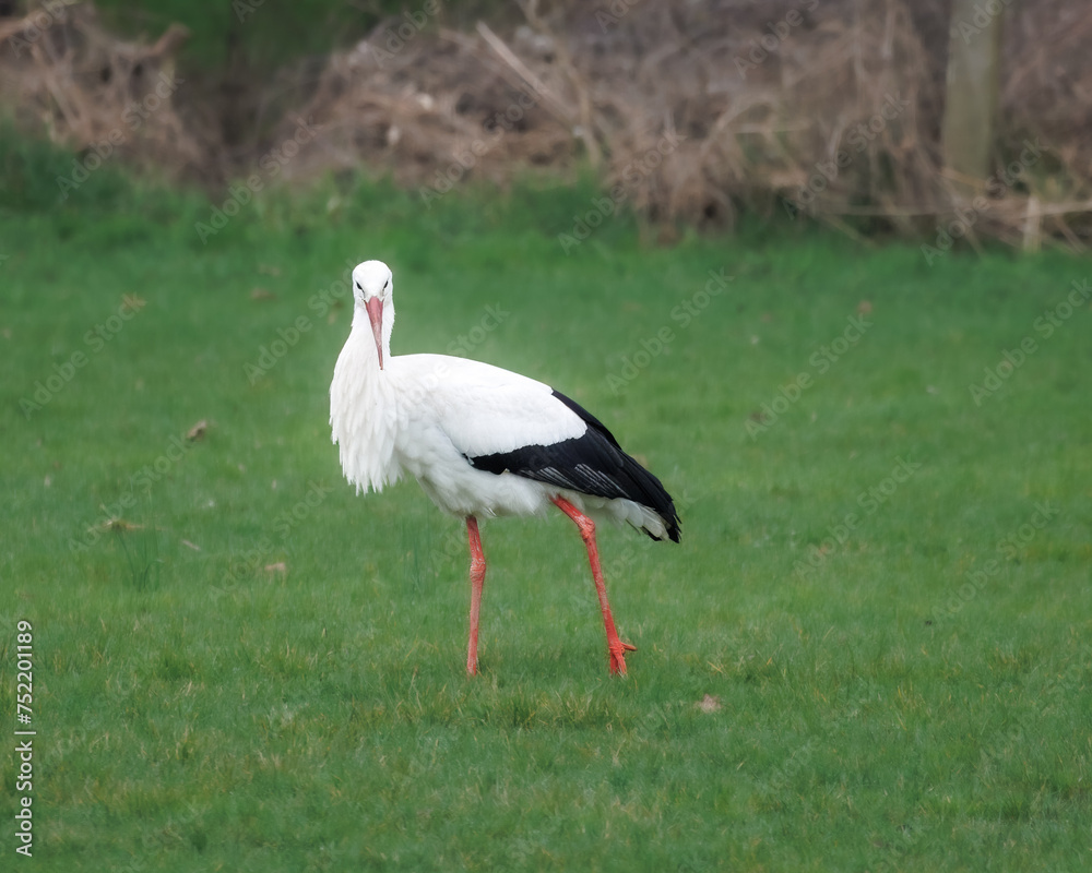 Weißstörche in den Rheinauen