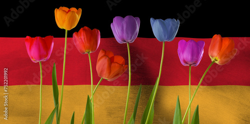image of beautiful multi-colored tulips against the background of the flag of Germany