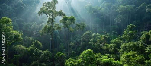 A dense forest filled with numerous tall trees creating a lush green canopy.