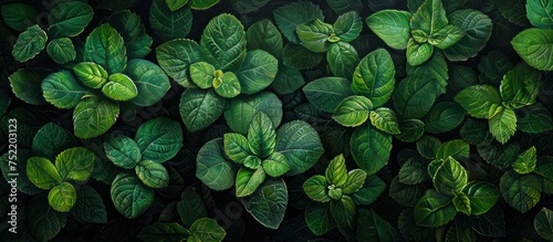 Detailed closeup of a bunch of green leaves set against a stark black background.
