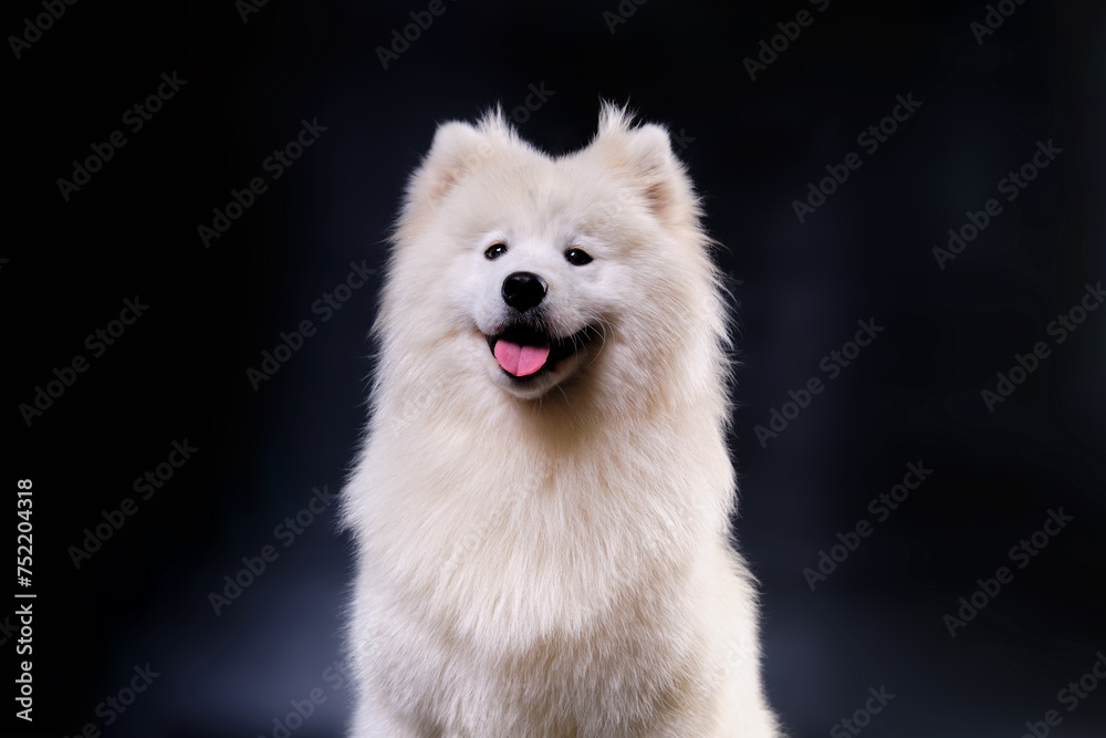 Portrait of a White Samoyed dog after grooming in a dog beauty salon. The concept of animal grooming