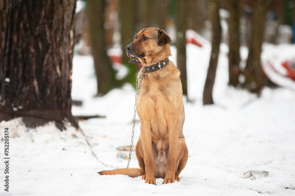 A large mongrel sits in the snow wearing a collar and chain.