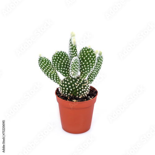 Variety of succulents plants in plastic pots for seedlings on a white background