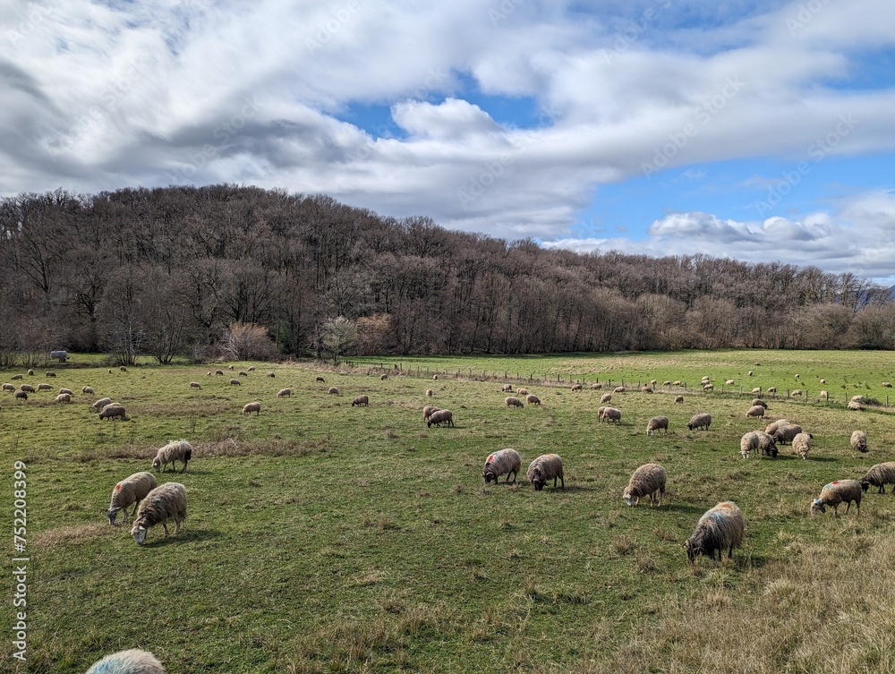 Rebanho de ovelhas Sob um céu parcialmente nublado, à beira de uma montanha envolta por uma exuberante floresta