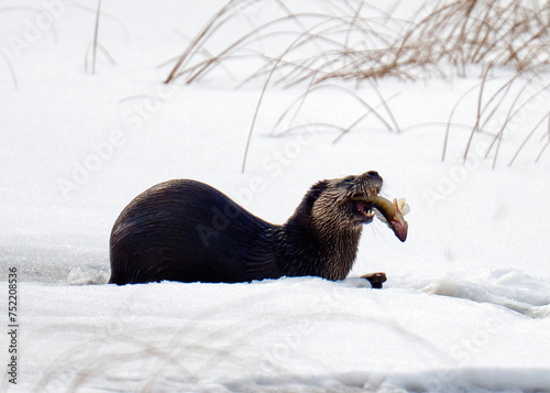 Картината върху платно River Otter feasting on a sizable fish in a snowy setting