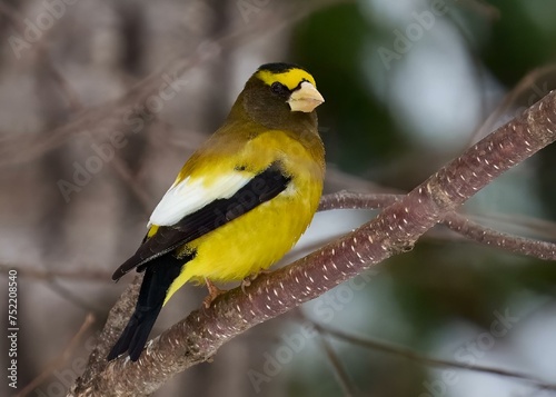 Evening Grosbeak perched on a tree branch at dusk
