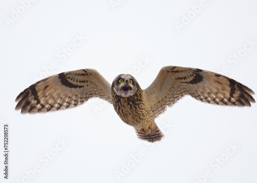 Short-eared owl in flight with an open beak emitting screech