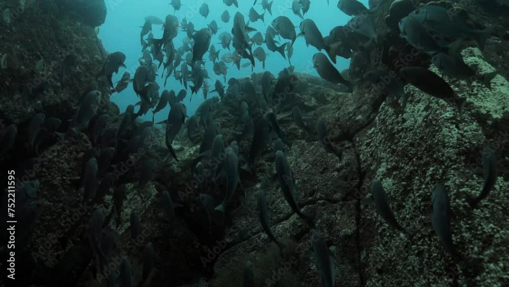 Group of golden eye grunt swimming between stones. Group of golden eye grunt swimming between stones.