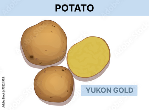 Yukon gold potato. Vector illustration isolated on white. 