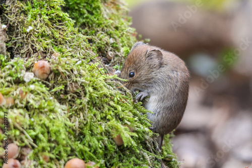 a brown rodent sitting on top of a tree trunk © Wirestock