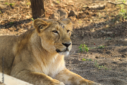 beautiful Asiatic Lion portrait young female. in Gir Forest National Park, Gir Sanctuary, Gujarat, India. King Of The Sasan-Gir Forest, National Park, Wildlife, Photography (Panthera leo persica). © Nilofar