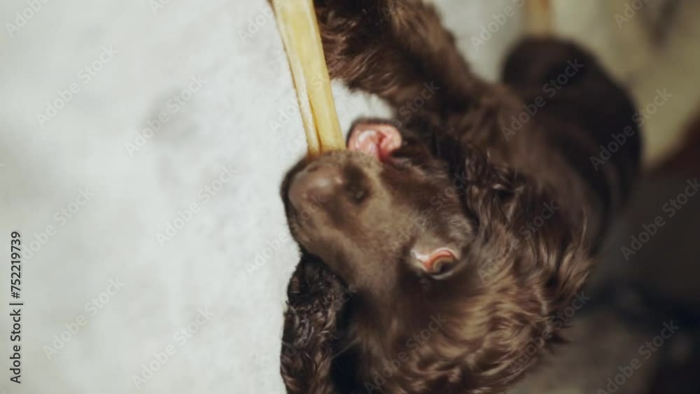 Portrait purebred cute young English Cocker Spaniel, chewing bone on bed. Young dark brown English Cocker Spaniel puppy chewing bone lying on bed. A playful English Cocker Spaniel looks at the camera. Portrait purebred cute young English Cocker Spaniel, chewing bone on bed. Young dark brown English Cocker Spaniel puppy chewing bone lying on bed. A playful English Cocker Spaniel looks at the camera.