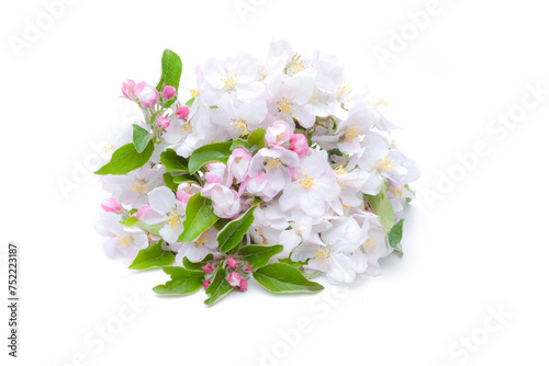 voll erblühte Apfelblüte isoliert auf weissem Hintergrund