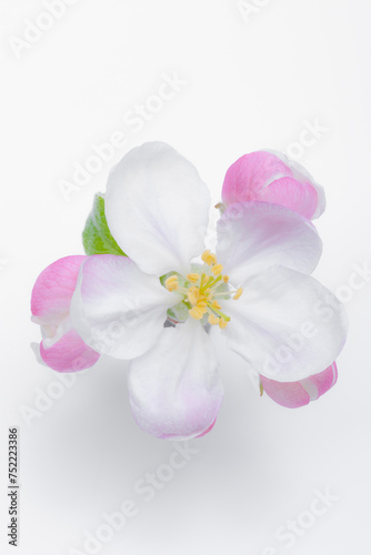 voll erblühte Apfelblüte isoliert auf weissem Hintergrund