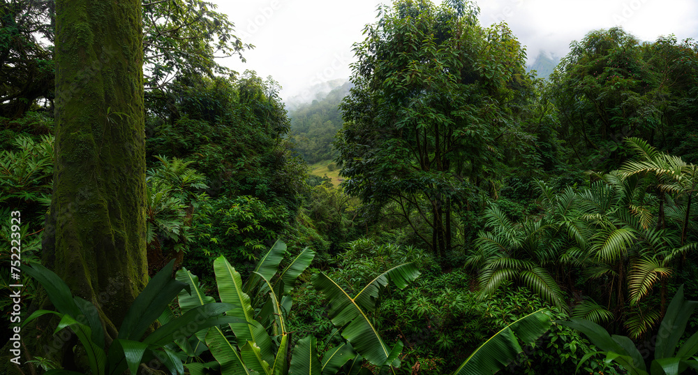 Tropical rainforest