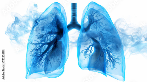lungs on white background