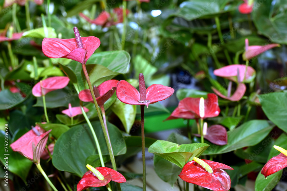 Flowers in pots Anthurium Andre.