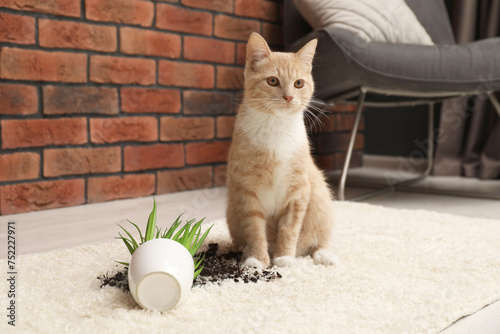 Cute ginger cat near overturned houseplant on carpet at home photo