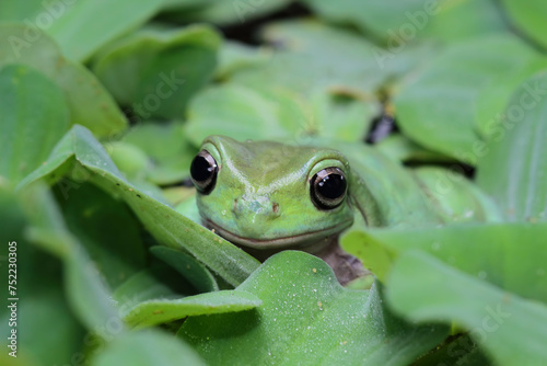 dumpy frog camouflaged aquatic plant, tree frog front view, litoria caerulea