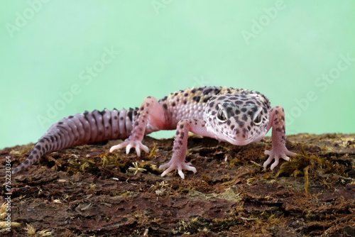 leopard gecko lizard on wood, eublepharis macularius