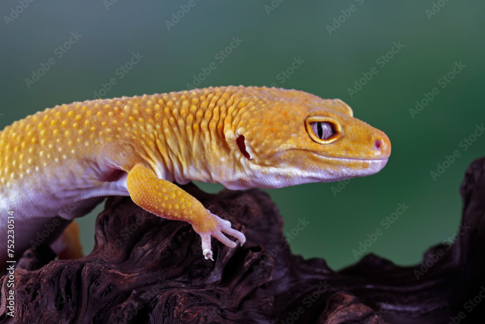 leopard gecko lizard on wood, eublepharis macularius leopard gecko lizard on wood, eublepharis macularius