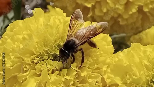 In this video a honey bee is hovering and sucking nectar from the yellow marigold flowers.