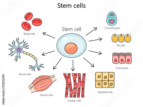 Stem cell structure vertebral column diagram hand drawn schematic vector illustration. Medical science educational illustration