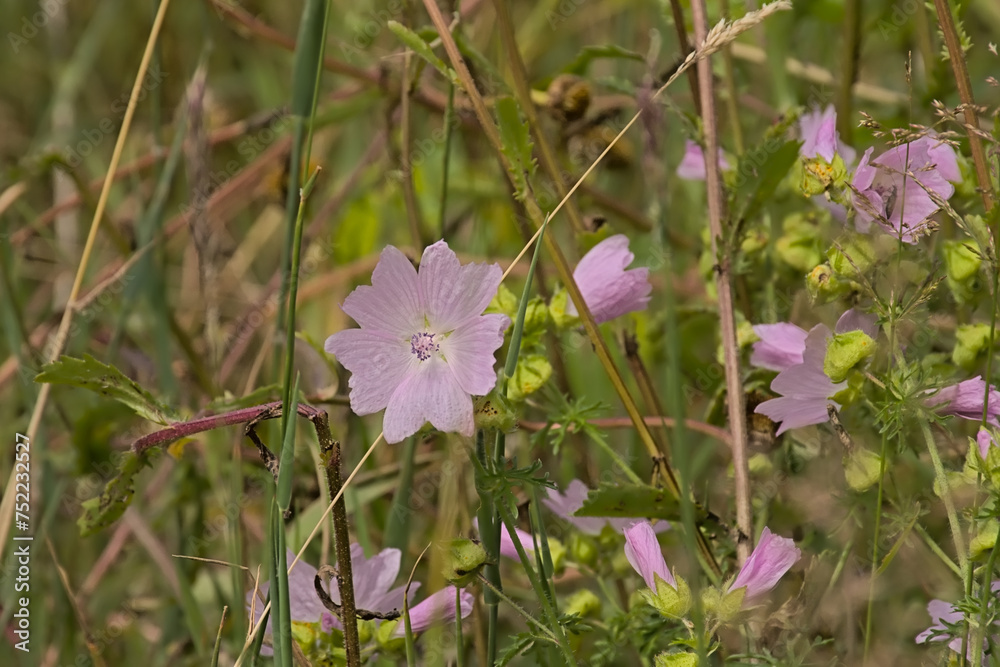 Pink malva flowers in a green field, in the flemish countryside selective focus - Malvaceae Pink malva flowers in a green field, in the flemish countryside selective focus - Malvaceae