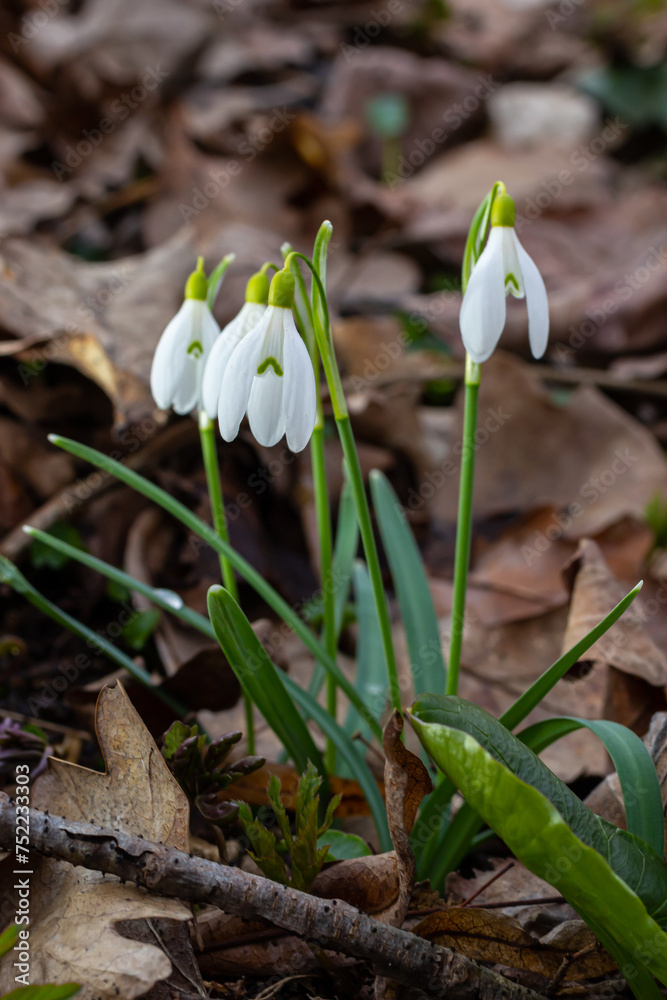 White snowdrop flowers close up. Galanthus blossoms illuminated by the sun in the green blurred background, early spring. Galanthus nivalis bulbous, perennial herbaceous plant in Amaryllidaceae family White snowdrop flowers close up. Galanthus blossoms illuminated by the sun in the green blurred background, early spring. Galanthus nivalis bulbous, perennial herbaceous plant in Amaryllidaceae family