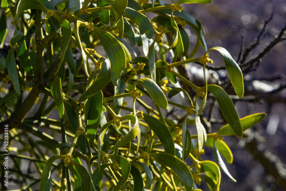green branches of white mistletoe close-up, Viscum album, Santalaceae, symbol romance, fertility, and vitality, hemiparous plant, tree killer, spring pruning of trees, white mistletoe on tree branches green branches of white mistletoe close-up, Viscum album, Santalaceae, symbol romance, fertility, and vitality, hemiparous plant, tree killer, spring pruning of trees, white mistletoe on tree branches