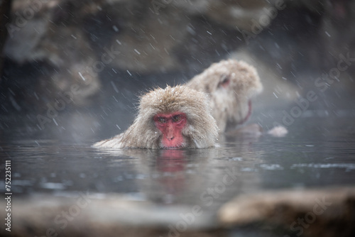 Photography Snow monkey