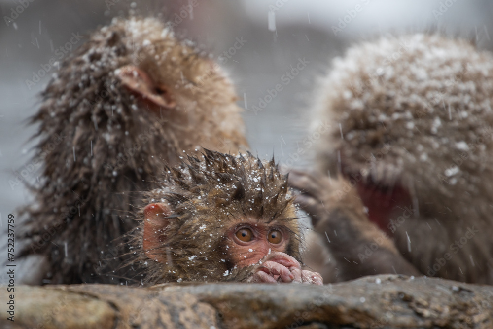 Naklejka premium Snow monkey