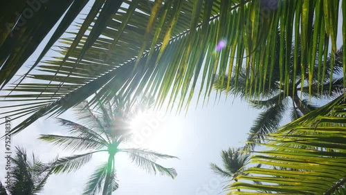 Coconut palm trees bottom view sun shining through branches swaying wind sunny.