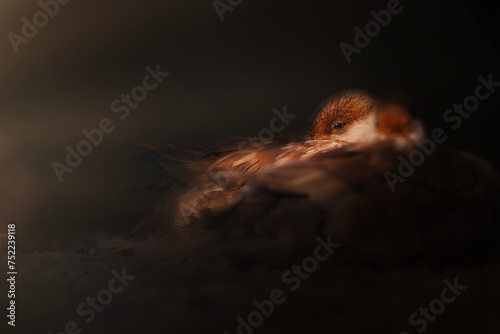 Duck. Artistic wildlife photography. Dark nature background. Red crested Pochard.