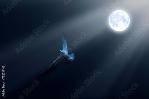 Flying bird. Artistic wildlife photography. Dark sky background.