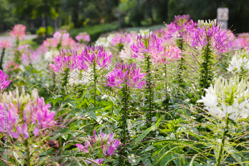 Obraz premium Cleome spinosa flower in the park