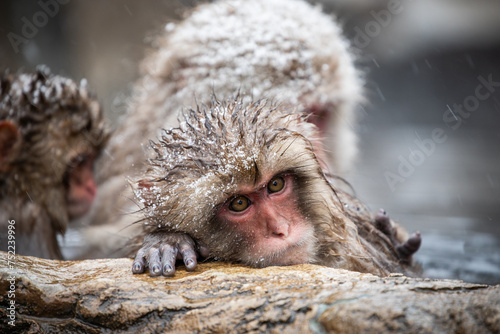 Photography Snow monkey face rest sleep rock water snow ice winter cold cute family together