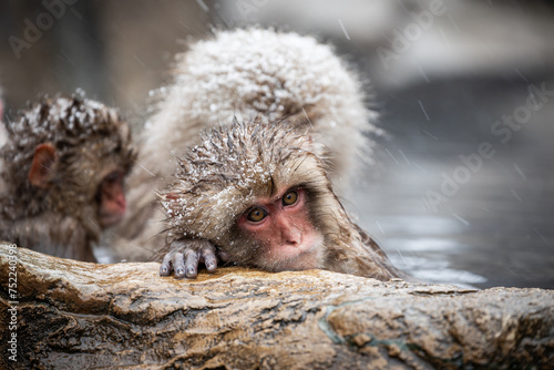 Snow monkey