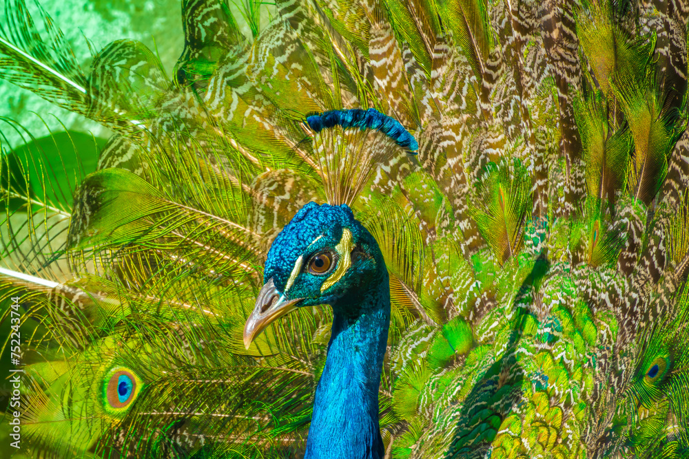 Obraz premium Closeup of one of the many peacocks free roaming the grounds of Evora Public Park (Jardín Público de Ébora), Alentejo, Portugal